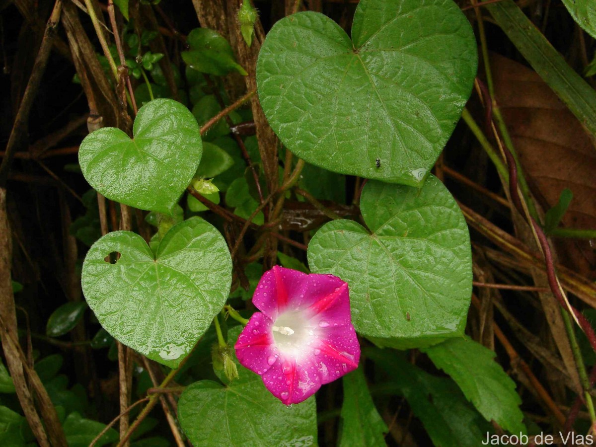 Ipomoea purpurea (L.) Roth
